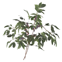 Maqui Fruit