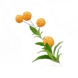Matico Flowers