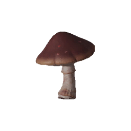 Big Mushroom