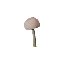 Changle Mushroom