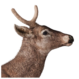 Huemul Meat