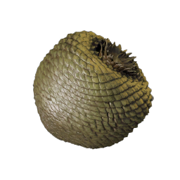 Pine Nut Fruit